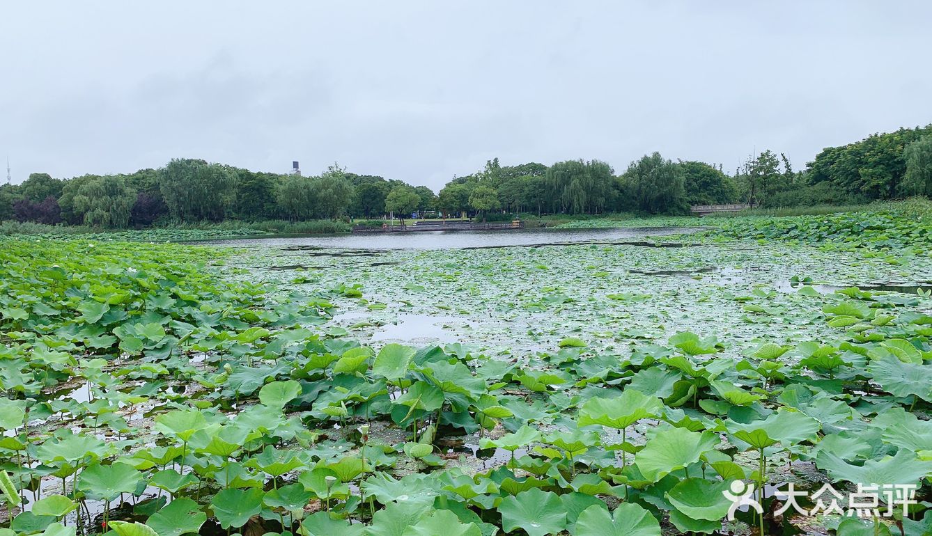 除此以外圖1是常熟尚湖也有成片的荷葉哦湖中有石頭