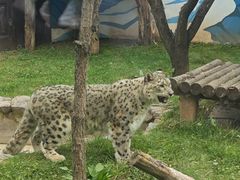 -青藏高原野生动物园