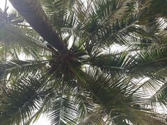 -三亚海棠湾万丽度假酒店