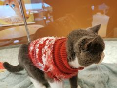 -米乐乖乖猫咪咖啡馆·猫咖(深圳湾后海汇店)