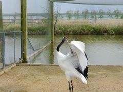 -盐城丹顶鹤湿地生态旅游区