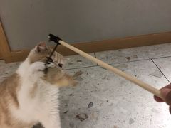 -飞行喵MR PILOT|猫舍·猫咖(静安大融城店)