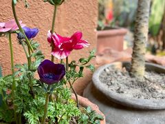 -三圣花乡旅游区