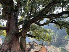 -杨家堂村