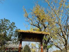 -千年银杏谷文化旅游区