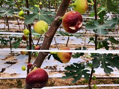 -武汉世外桃源农庄