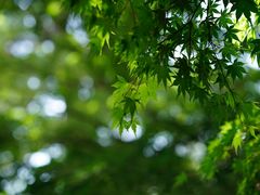 -青岛崂山太清宫