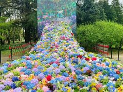 -上海共青森林公园