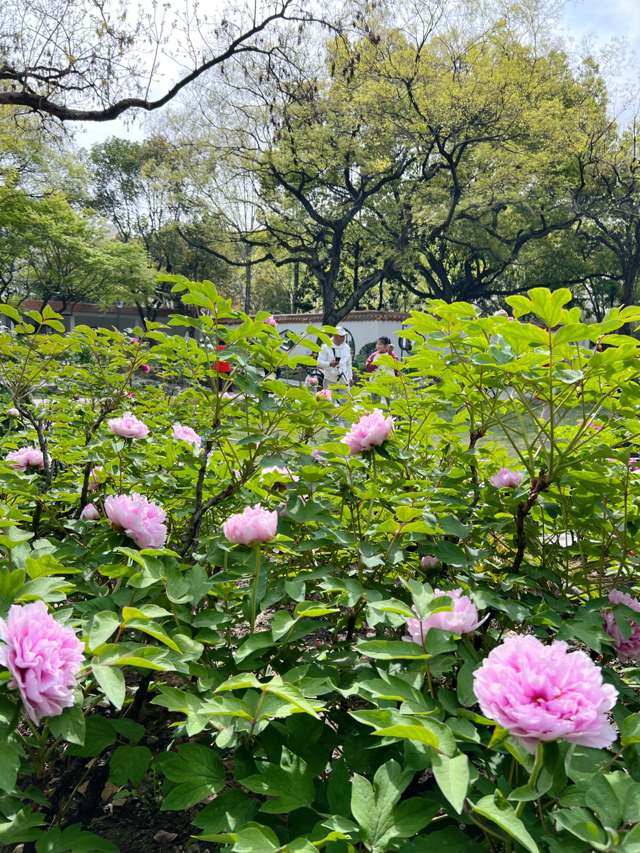 漕溪公园~满园牡丹等你来