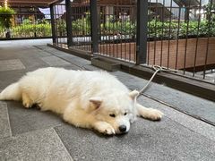 -瑞虹新天地月亮湾