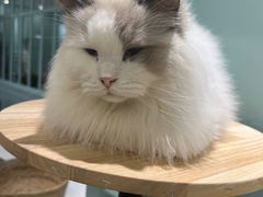 -安格丽娜·狗咖·猫咖羊驼咖(春熙路百盛商场店)