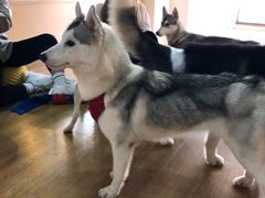 -Husky Go! 哈士奇体验馆·宠物咖啡厅狗咖
