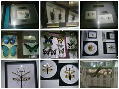 -上海昆虫博物馆