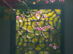 -雨花胜境