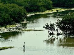 -北海金海湾红树林生态旅游区