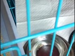 -艾贝尔宠物医院·狂犬免疫点(江山金象城店)