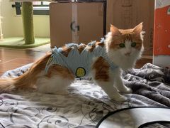 -凯特喵百思猫专科医院