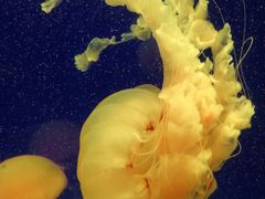 -上海海洋水族馆