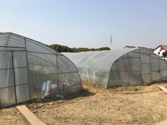 -胜丰草莓采摘园