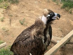-西霞口神雕山野生动物世界
