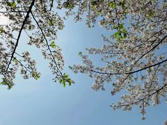 -高东镇樱花园