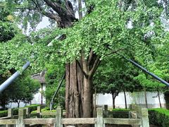 -上海佘山国家森林公园天马山园