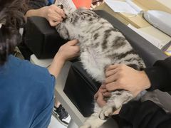 -乐派堂宠物医院·猫友好· 心脏科(东街店)