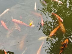 -广东圆玄道观