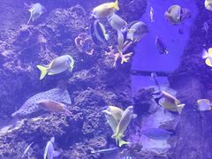 -芜湖新华联大白鲸海洋公园