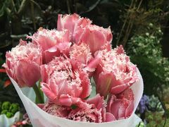 -循礼门鲜花花市(武汉循礼门店)