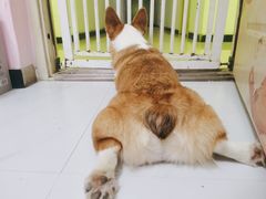 -我爱猫咪·猫咖·狗咖·安哥拉兔·羊驼咖(小寨华旗店)