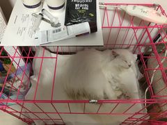 -瑞鹏宠物医院·爱宠堂·骨外专科(西荷分院)