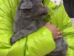 -天宠宠物医院24小时·急重症诊疗中心·全科·腔镜特色(和平分院)