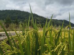 -南泥湾风景区