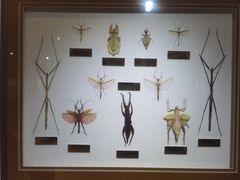 -上海昆虫博物馆