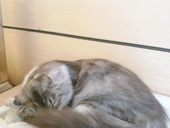 -瞄一喵猫咖(格力海岸店)