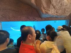 -深圳野生动物园