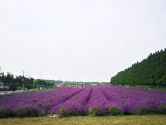 -嘉北郊野公园