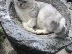 -喵屿·大理花园猫咖