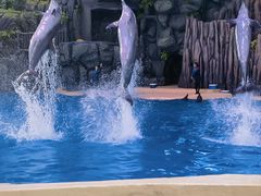 -珠海长隆海洋王国