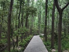 -合肥滨湖国家森林公园