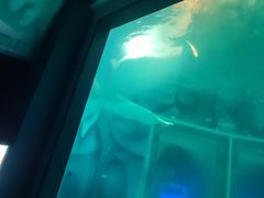-上海海昌海洋公园-冰山北极馆