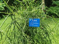 -中国科学院西双版纳热带植物园