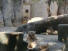 -灵玲国际马戏城