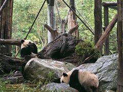 -都江堰中华大熊猫苑