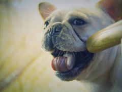 -more than meow吴止猫主题餐厅(承德 中船汇店)