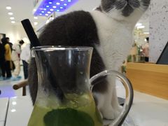 -喵园·猫主题咖啡厅·撸猫·猫咖(国贸店)