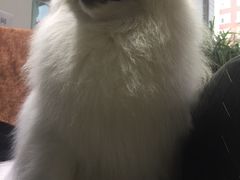 -瑞派宠物医院·24小时骨科·心脏·核磁(哈尔滨南岗店)