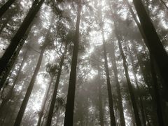 -阿里山神木遗迹
