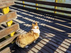 -宠福鑫康馨动物医院·骨科·眼科